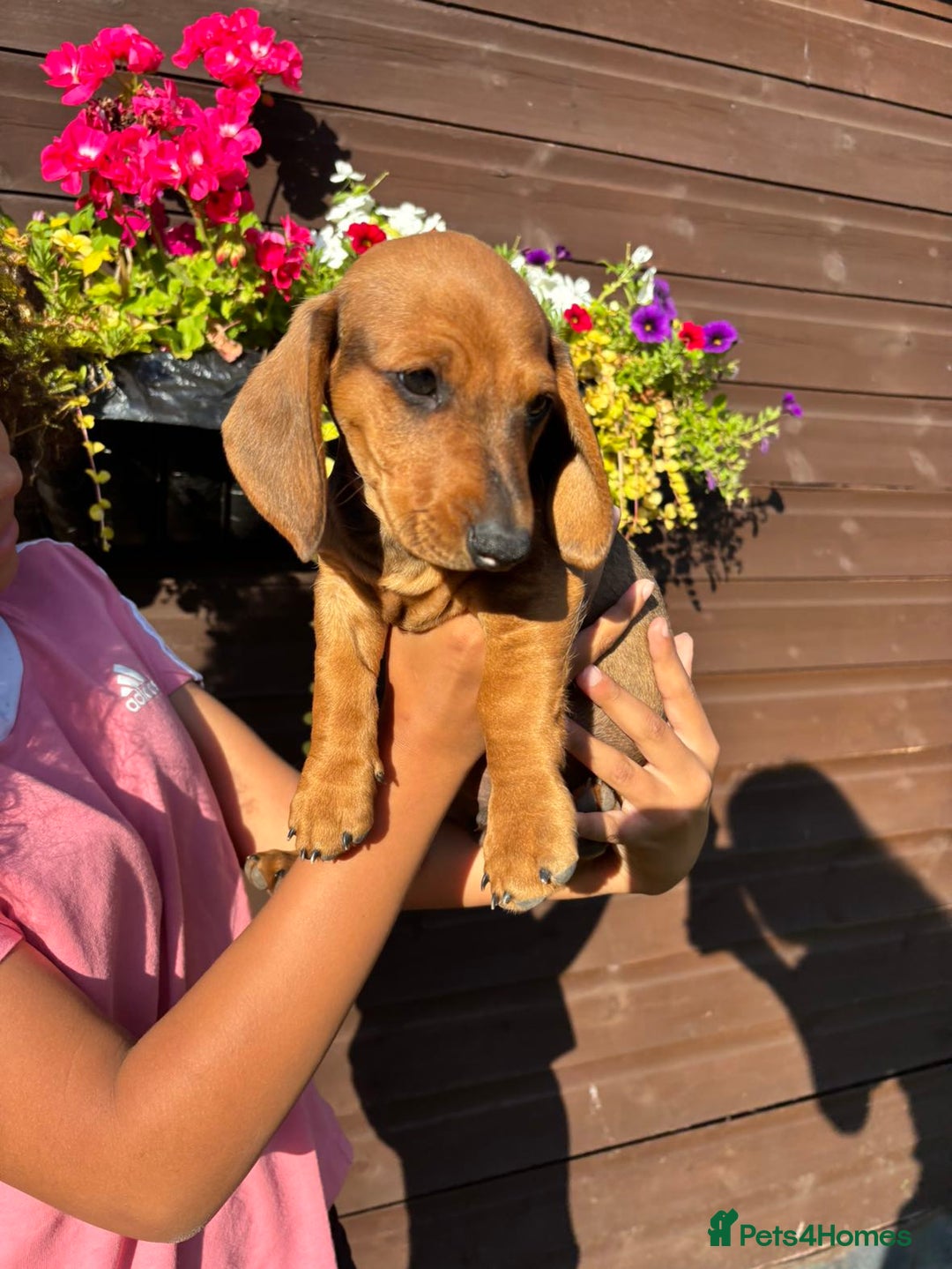 Dachshund dogs for sale: Gorgeous little Dachshund pups - Image 8