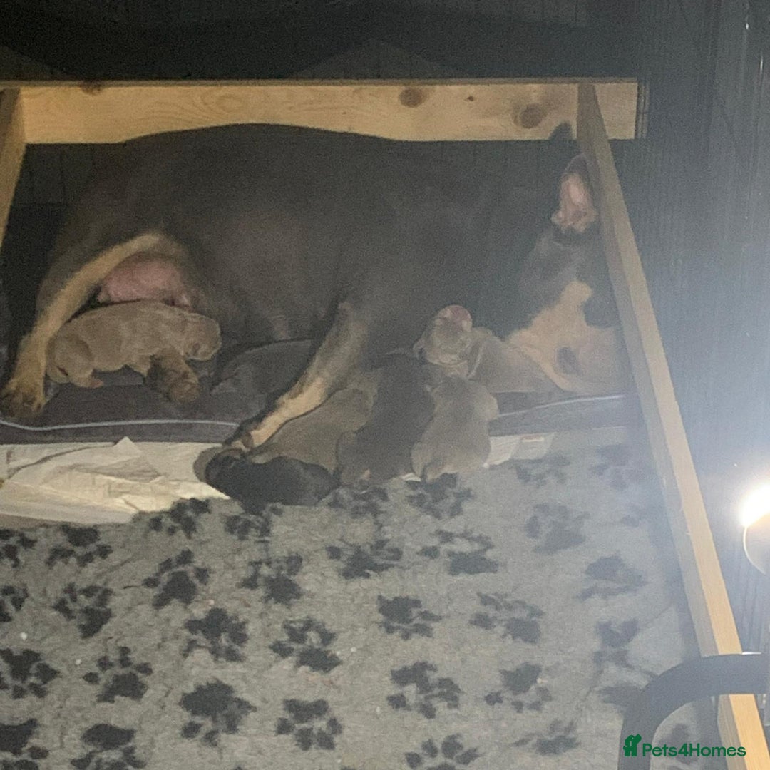 American Bully dogs for sale: Bruce male pocket bully puppy - Advert 8