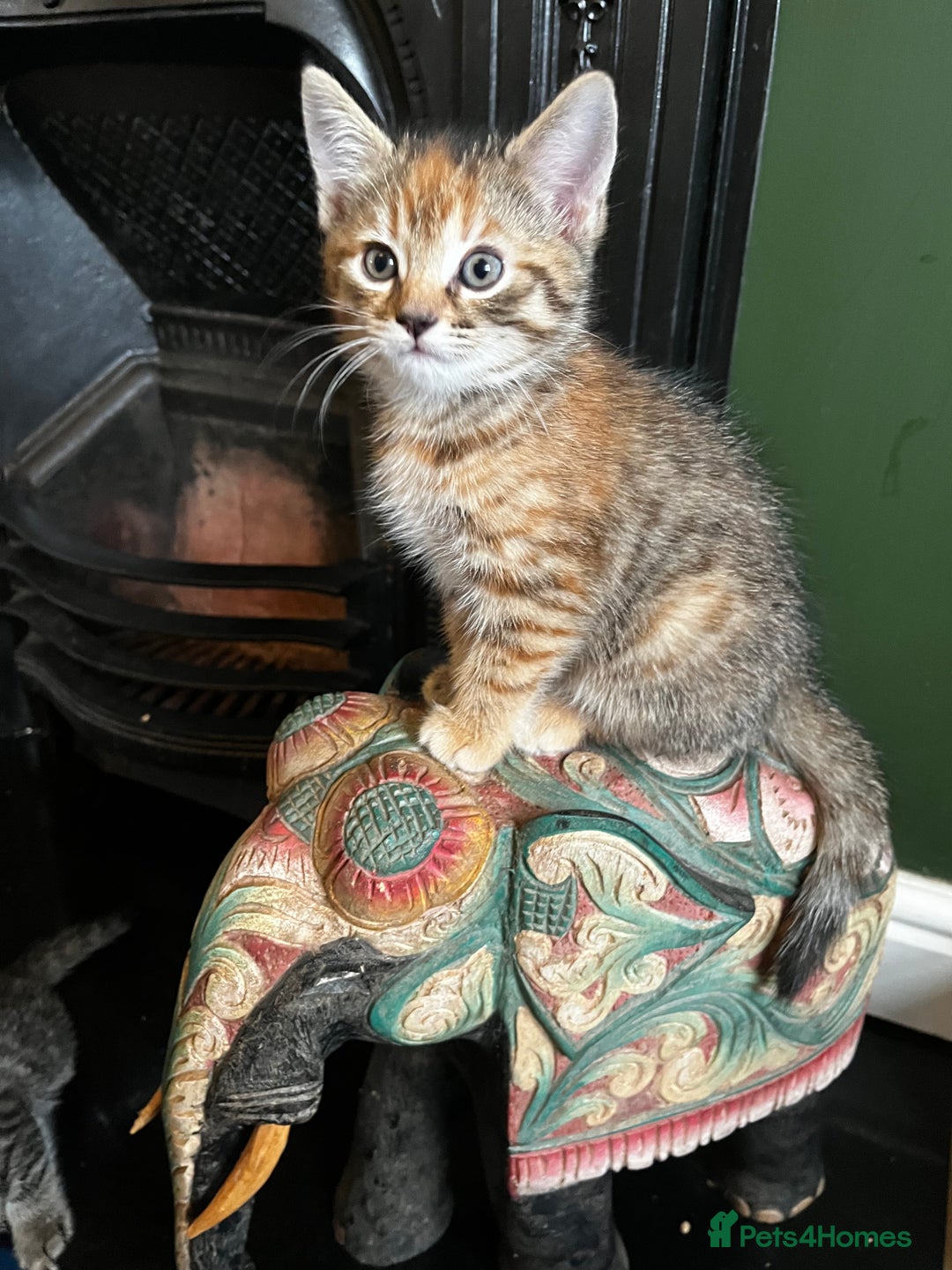 Domestic Shorthair cats for sale: 2 gorgeous tabby girls left - Image 7