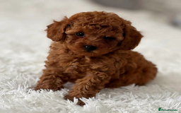 Toy Poodle dogs for sale: Beautiful Pure bred Tiny Toy Poodle puppies - Advert 2