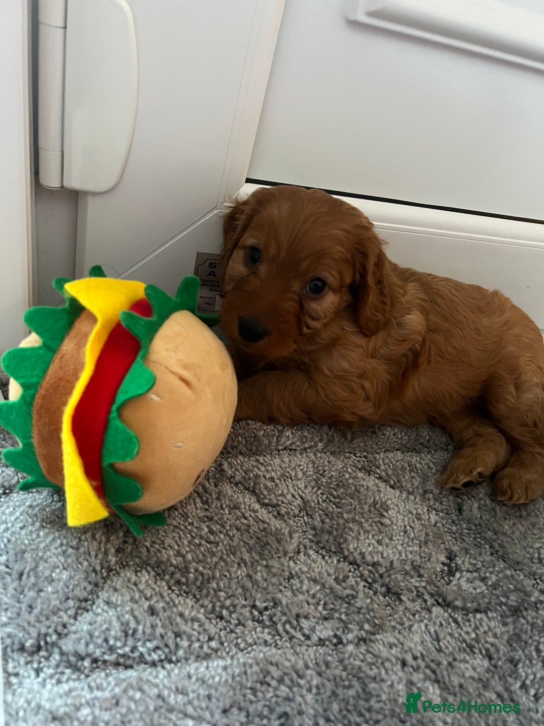Cockapoo dogs for sale: Adorable beautiful f1 cockerpoo pups - Advert 10