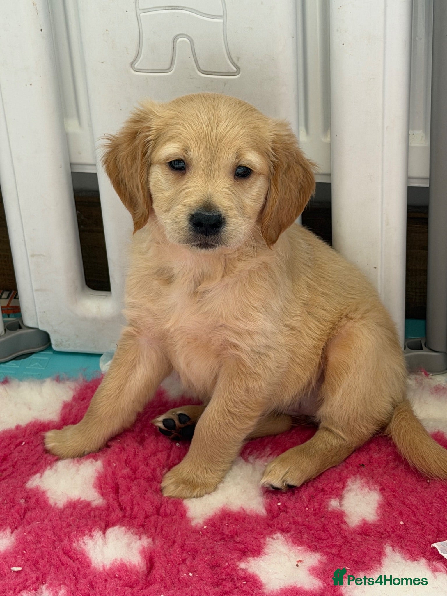 Golden Retriever dogs Ready to leave Kc reg beautiful litter of puppies - Advert 11