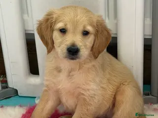 Golden Retriever dogs Ready to leave Kc reg beautiful litter of puppies - Advert 11