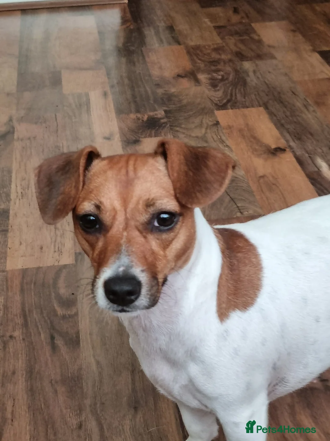 Jack Russell dogs for sale: Smooth Coated Jack Russell Puppies - Advert 2