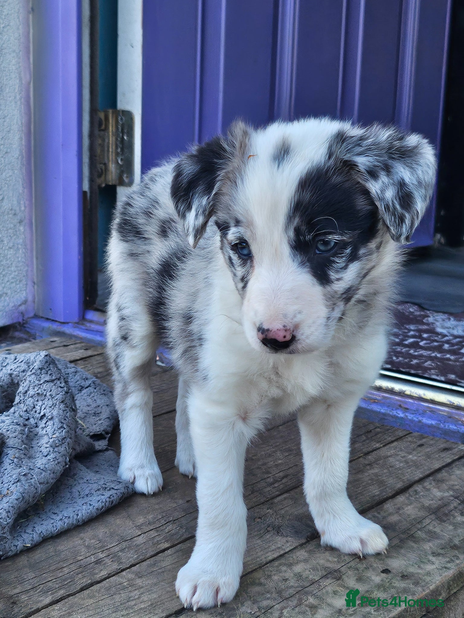 Border Collie dogs 🐾 Adorable Blue Merle Border Collie Puppies 🐾 - Advert 1