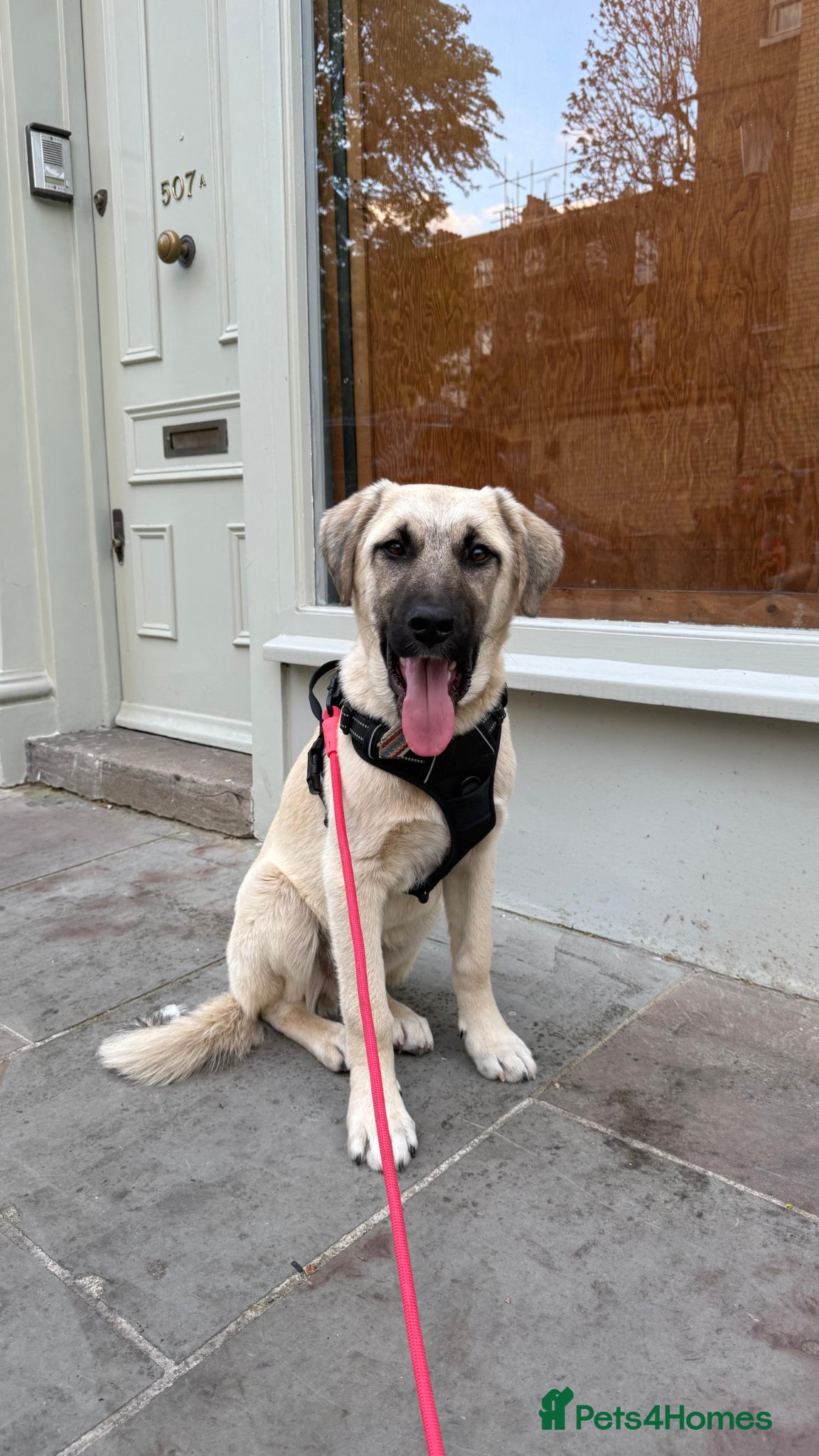 Anatolian Shepherd dogs Dobby – Perfect as a Second Dog  - Advert 1