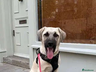 Anatolian Shepherd dogs Dobby – Perfect as a Second Dog - Advert 1