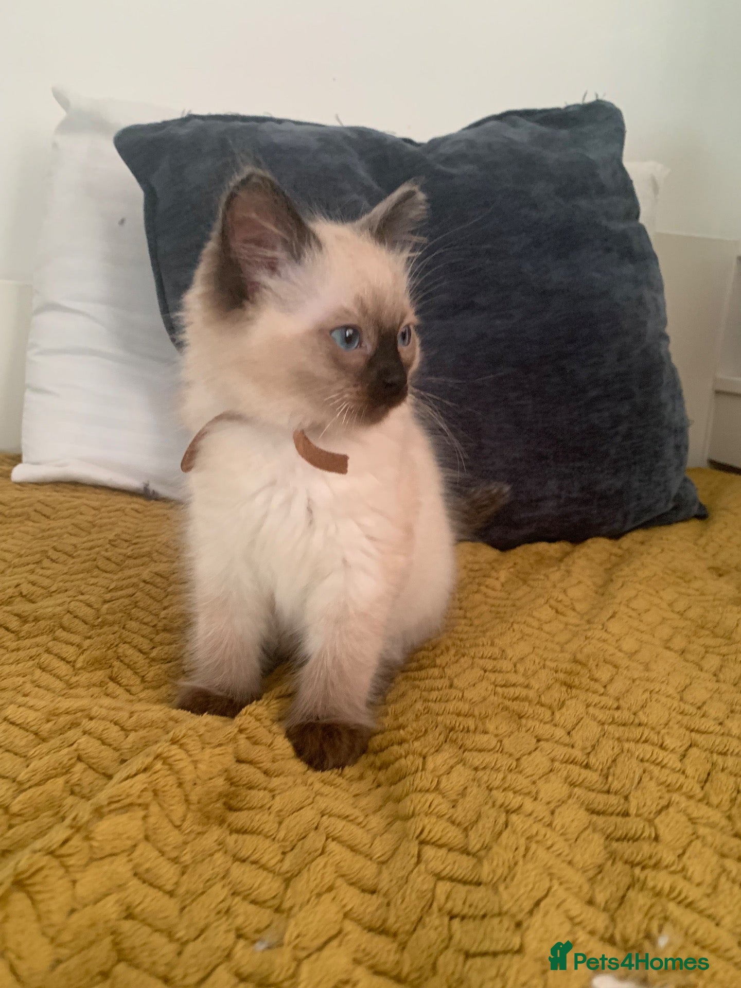 Ragdoll cats 1 sweet Ragdoll boy left 💙 championline - Advert 2