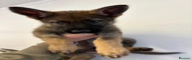 German Shepherd 1