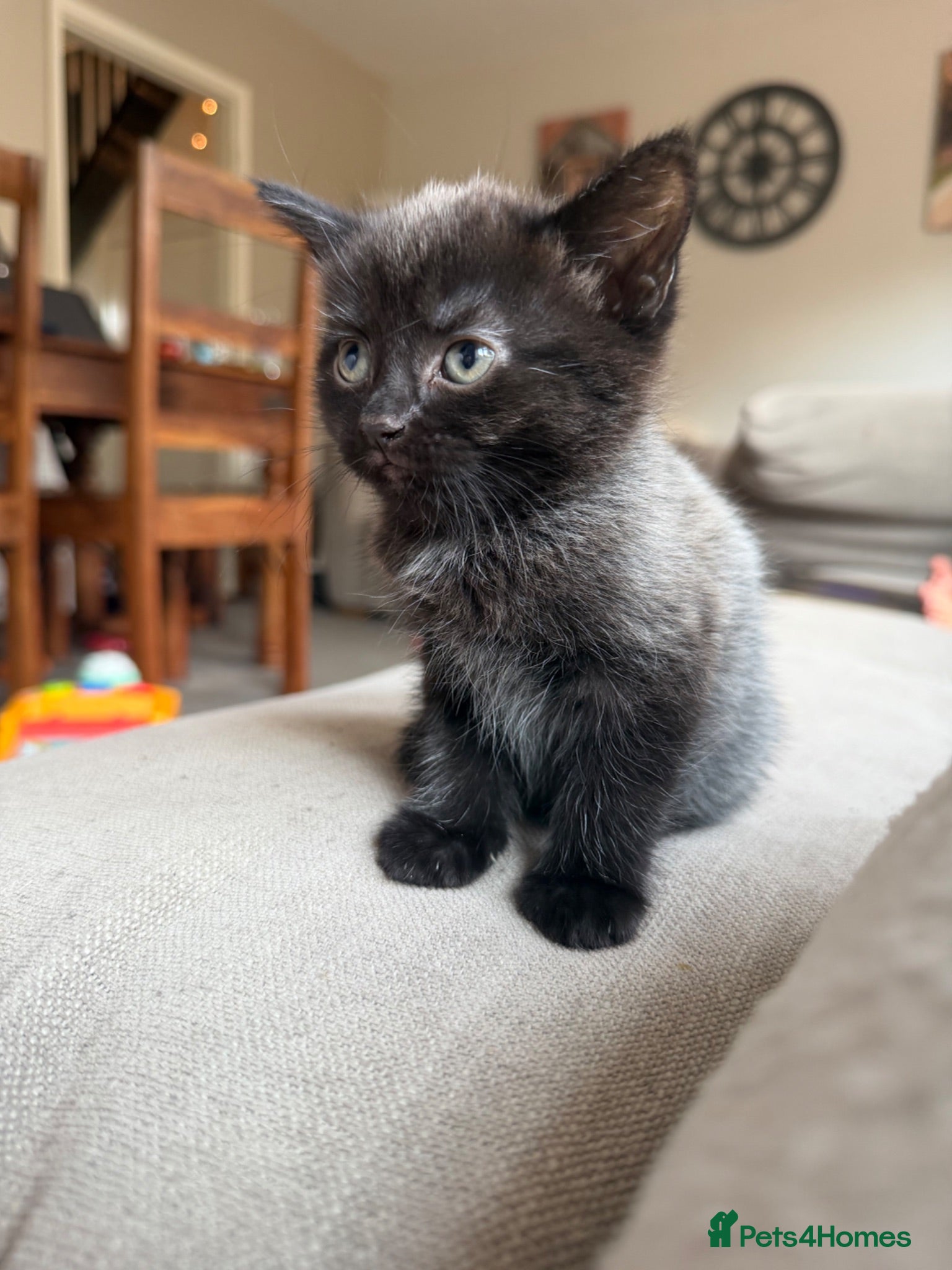 Mixed Breed cats Stunning grey part maincoon girl avaliable!  - Advert 1