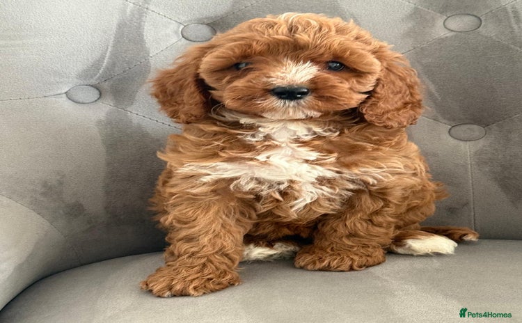 Cavapoo dogs - Advert 1