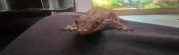 Gecko reptiles for sale: PinStripe Gargoyle Gecko - Advert 7