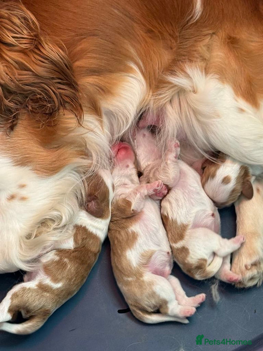Cavalier King Charles Spaniel dogs for sale: Beautiful Blenheim Cavalier King Charles puppies - Image 4