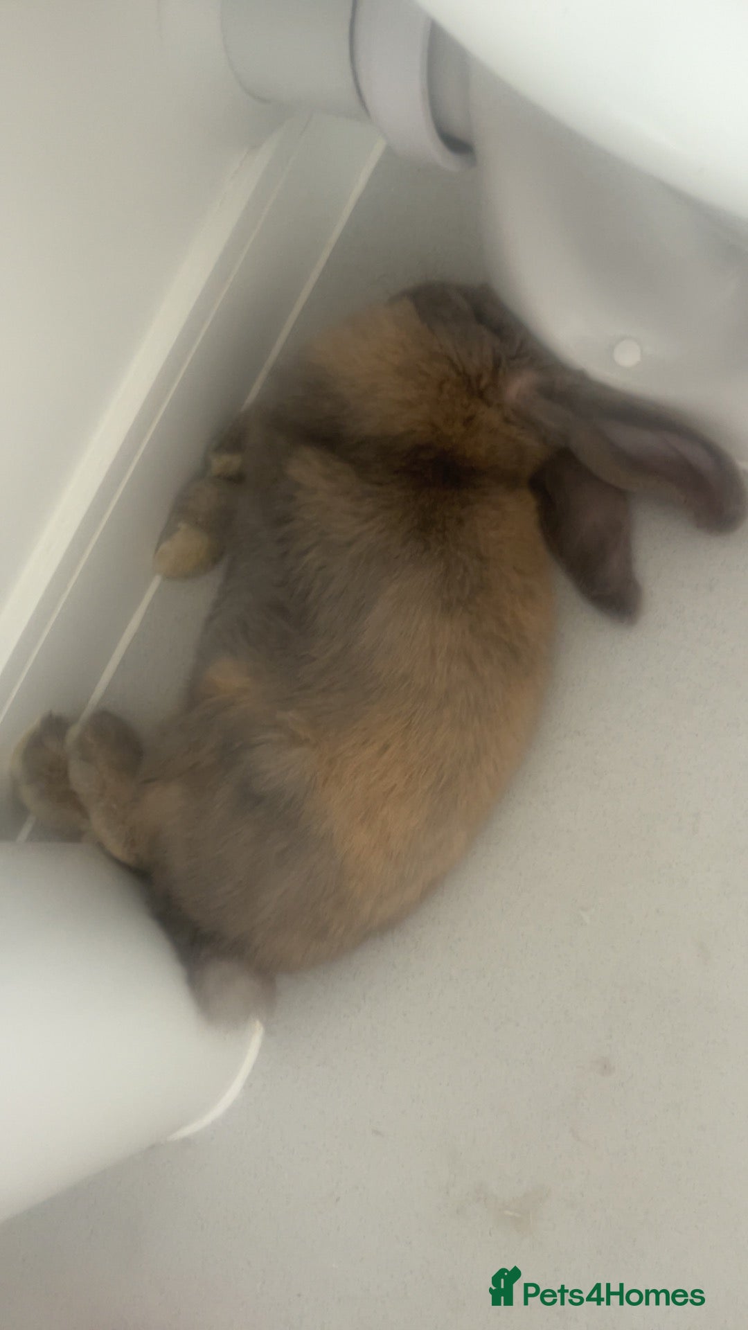 French Lop rabbits Rabbit for sale  - Advert 2