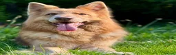 German Shepherd dogs for stud: Isabella German shepherd stud dog  - Advert 9