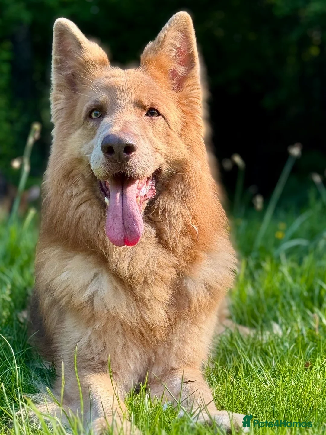 German Shepherd dogs for stud: Isabella German shepherd stud dog  - Advert 9