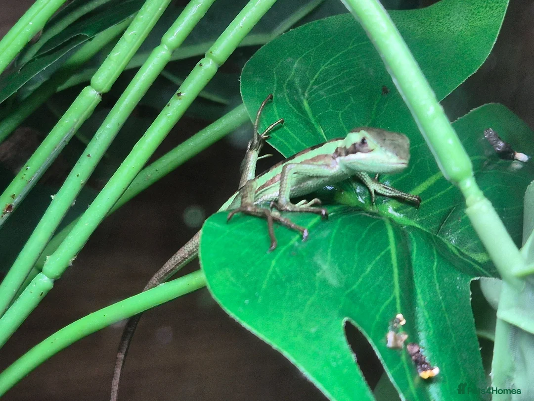 Lizard reptiles for sale: casque headed iguana babies in Grimsby - Advert 2