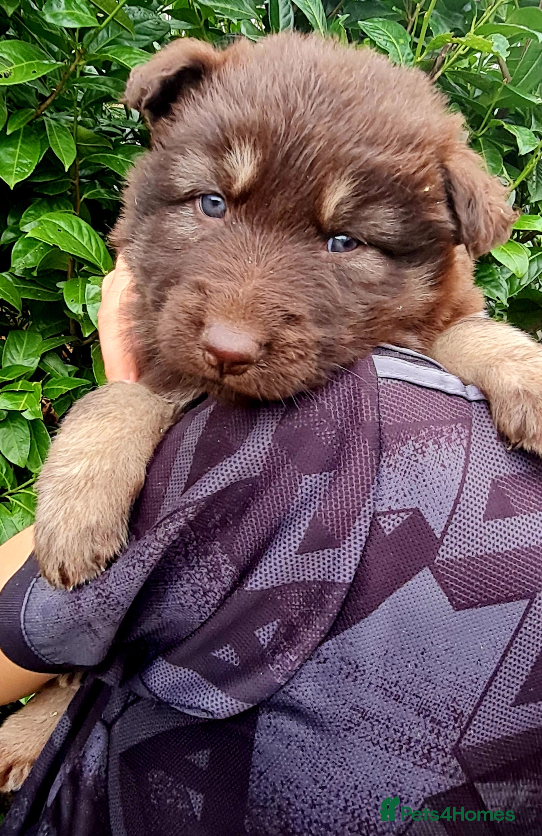 German Shepherd dogs German Shepherd Puppies for sale - Advert 8