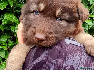 German Shepherd dogs German Shepherd Puppies for sale - Advert 8