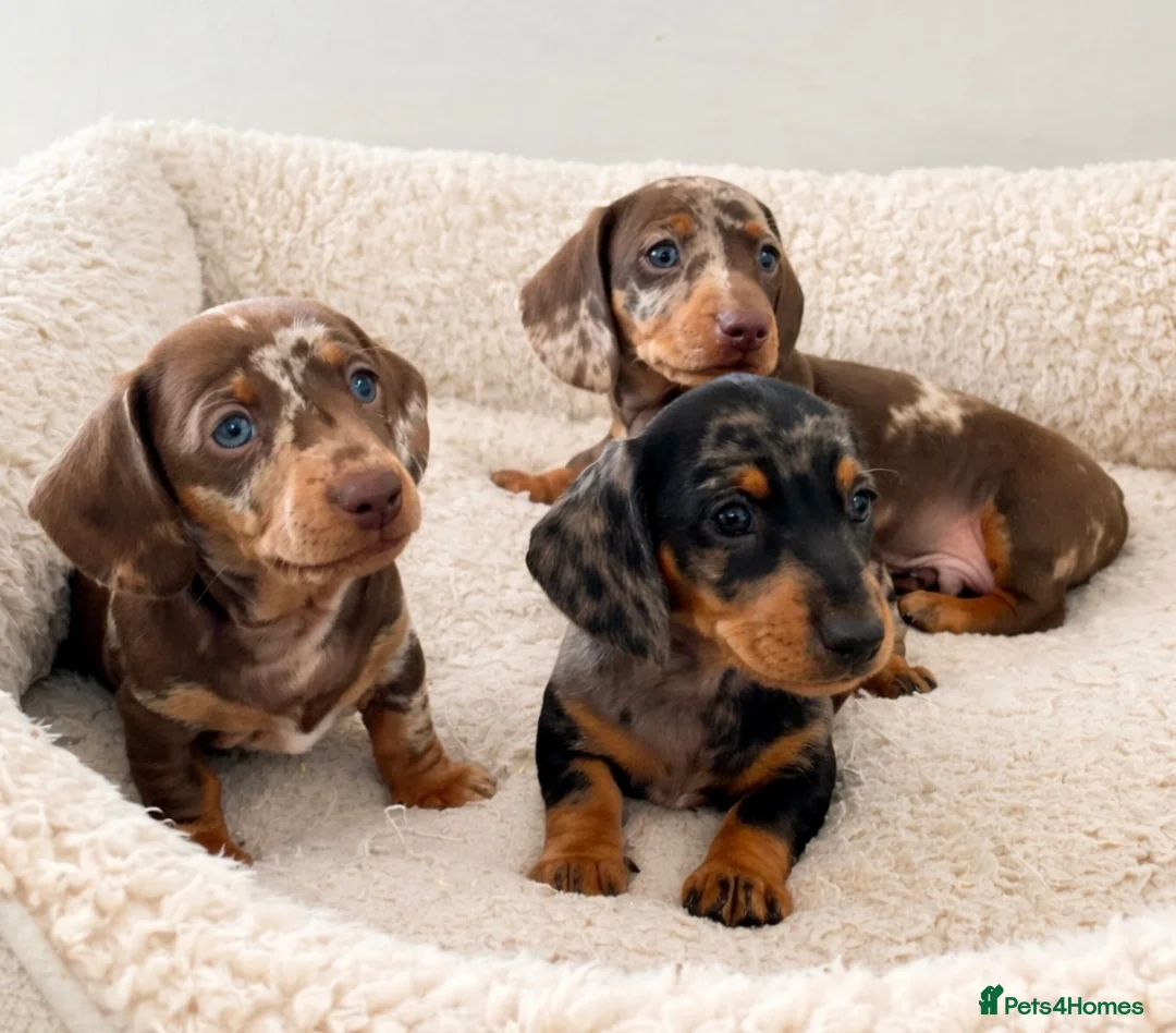 Dachshund dogs for sale: Miniature Dachshund puppies  - Advert 5