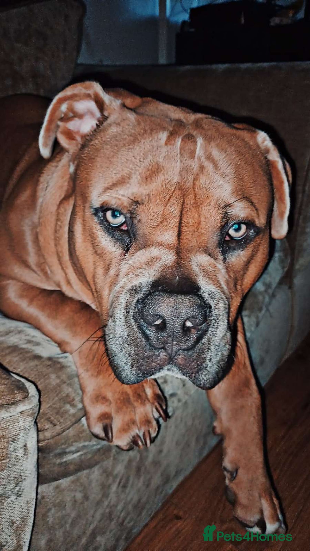 American Bully dogs for sale: Pocket Bully, 14 Month,Male,Beautiful Temperament. - Advert 6