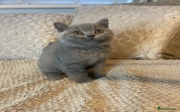 British Shorthair cats for sale: Gccf reg blue bsh kittens active - Image 1