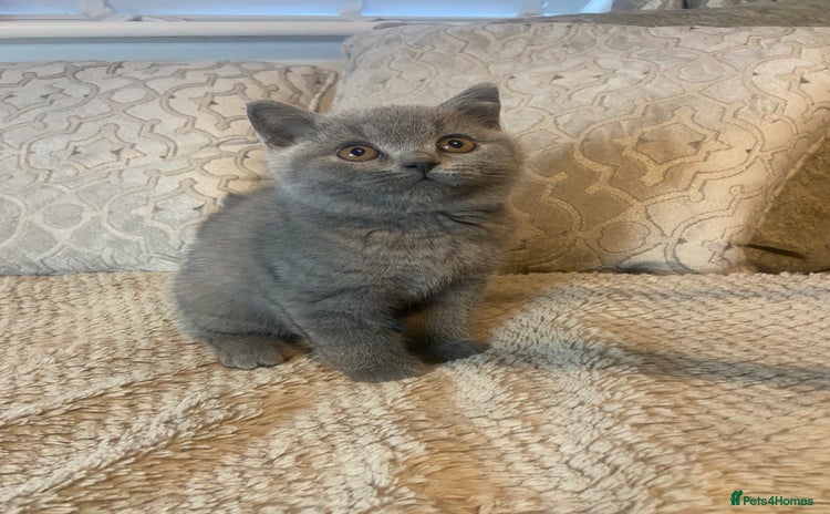 British Shorthair cats - Advert 4