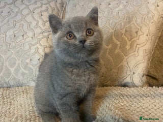British Shorthair cats - Advert 27