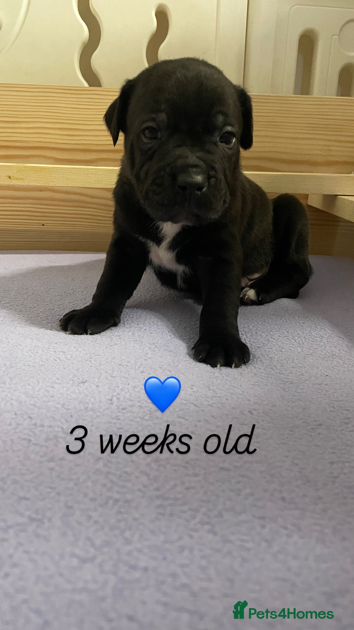 Staffordshire Bull Terrier dogs Staffordshire Bull Terrier Pups 💙🩷 - Advert 2