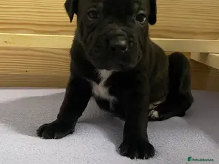 Staffordshire Bull Terrier dogs Staffordshire Bull Terrier Pups 💙🩷 - Advert 2