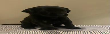 Labrador Retriever 6
