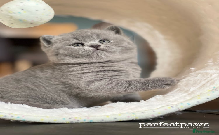 British Shorthair cats for sale - Advert 1