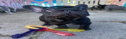 French Bulldog dogs for sale: French Bulldog puppies - Advert 14