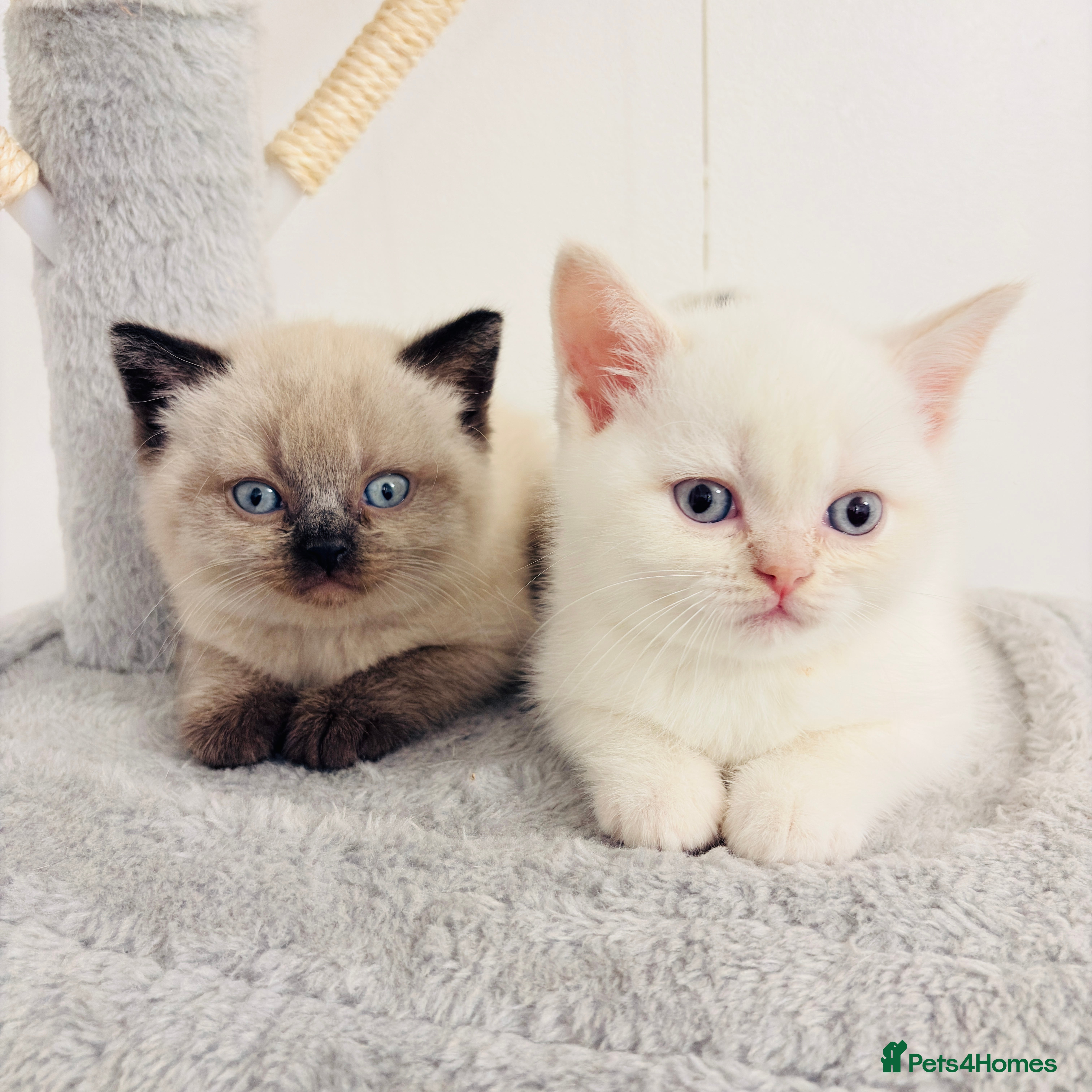 British Shorthair cats Beautiful GCCF Registered MultiColoured BSH kitte  - Advert 1