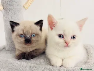 British Shorthair cats Beautiful GCCF Registered MultiColoured BSH kitte - Advert 1