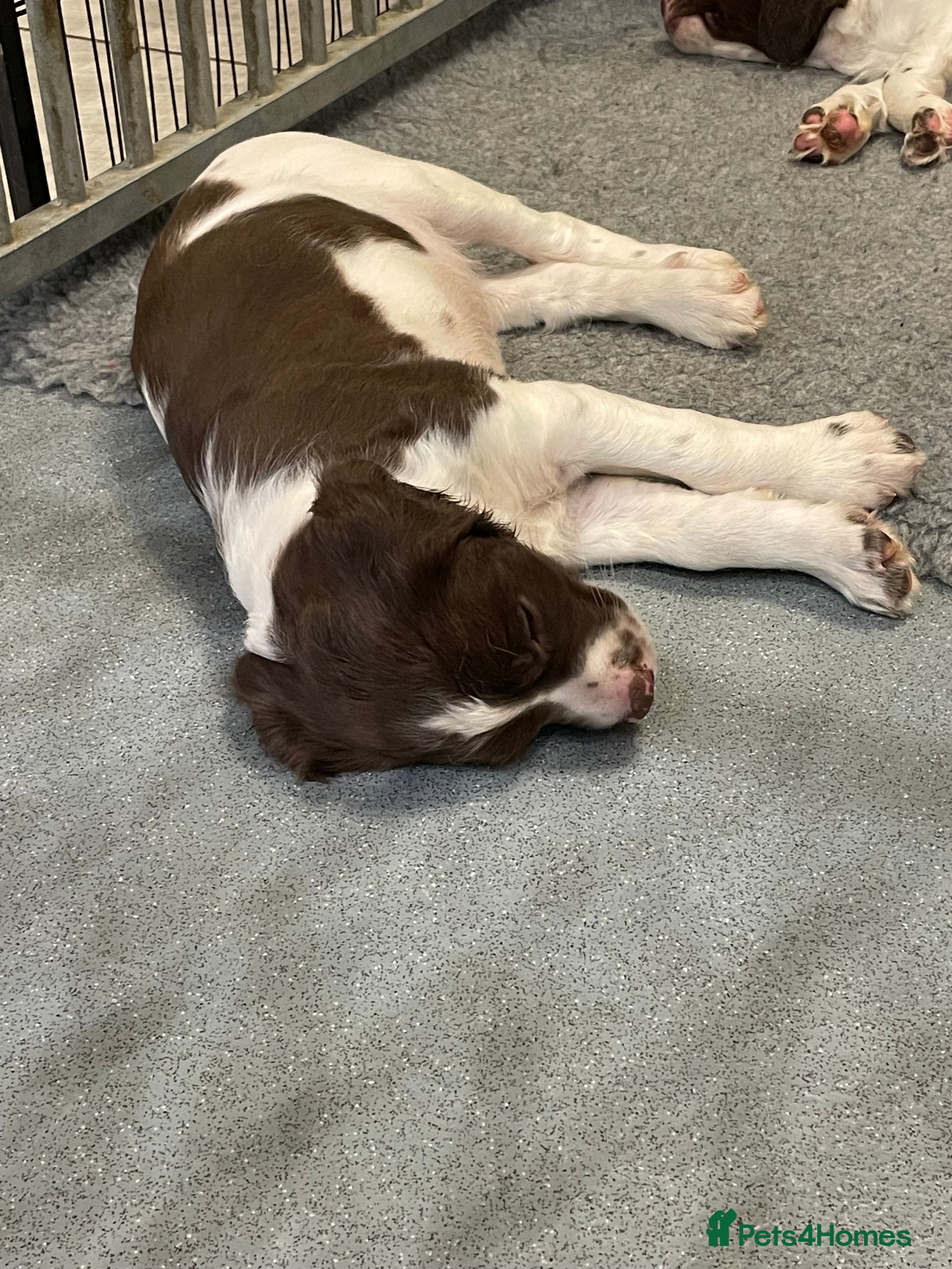 English Springer Spaniel dogs Exceptional KC Reg, ESS Pups, B/W & L/W - Advert 2