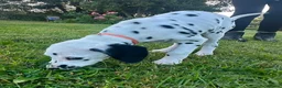 Dalmatian dogs for sale: KC reg full hearing Dalmatian Puppies  - Advert 31
