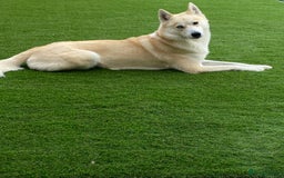 Siberian Husky dogs for stud: Siberian Husky for Stud in Wrexham - Image 7