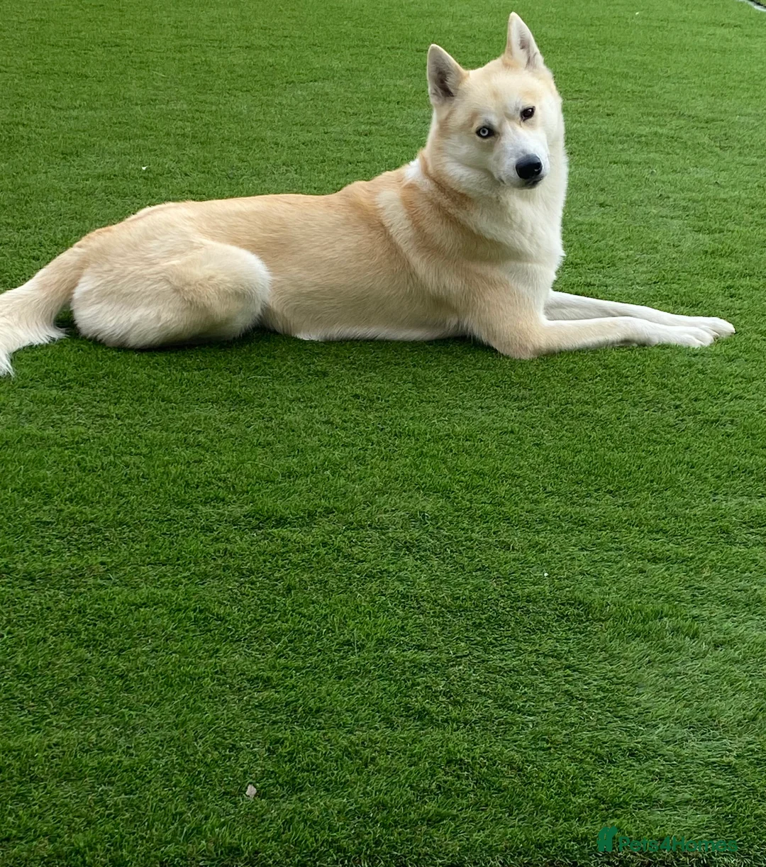 Siberian Husky dogs for stud: Siberian Husky for Stud in Wrexham - Advert 7