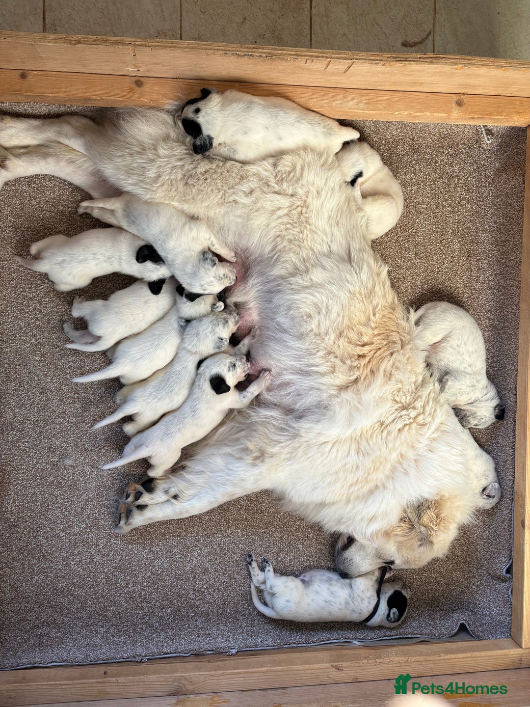 Mixed Breed dogs for sale: Pyrematian puppies - Advert 4