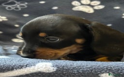 Miniature Dachshund dogs for sale: Stunning Miniature Dachshund Pups - Image 18