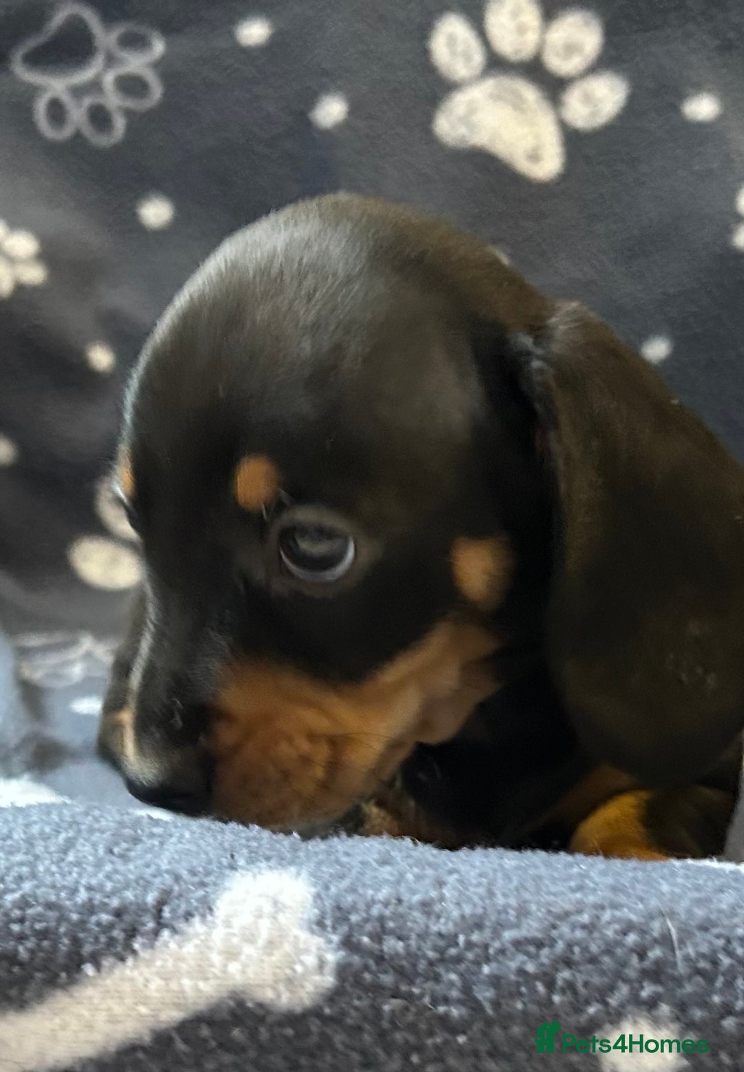 Miniature Dachshund dogs for sale: Stunning Miniature Dachshund Pups - Image 18