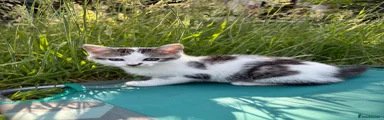 Domestic Shorthair 1