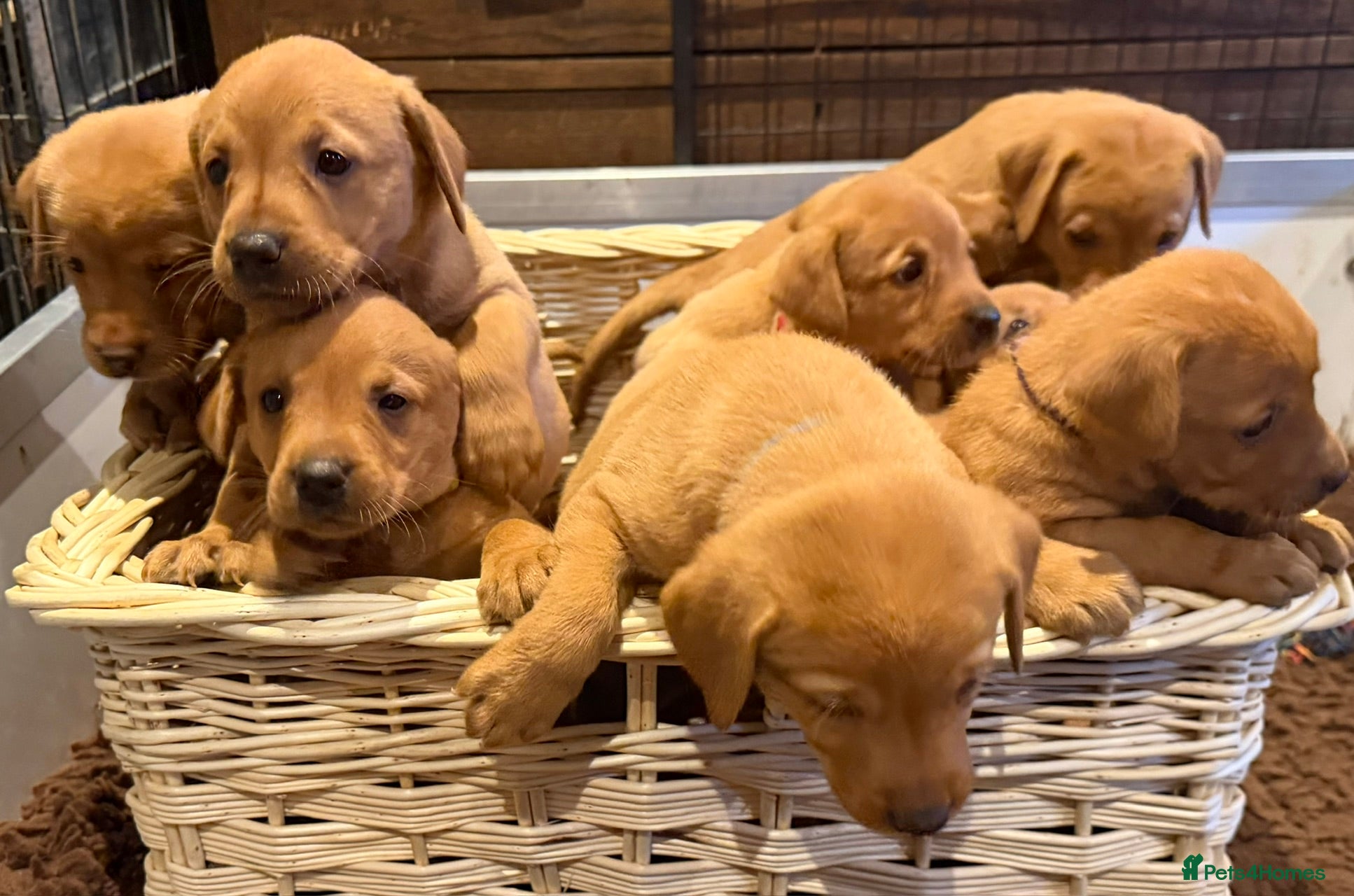 Labrador Retriever dogs Fox Red KC Reg labrador puppies PL14 - Advert 1