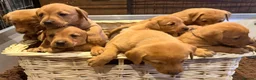 Labrador Retriever dogs for sale: Fox Red KC Reg labrador puppies PL14 - Advert 1