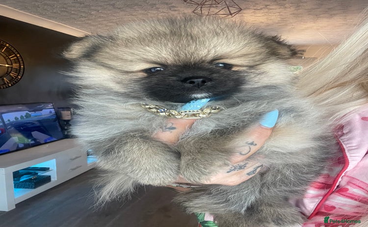 Pomeranian dogs - Advert 9