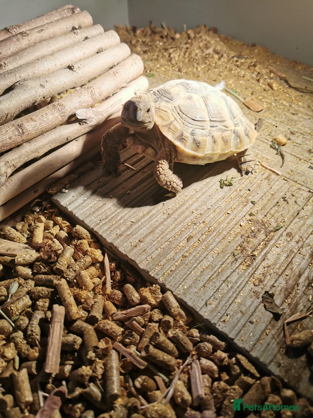 Tortoise reptiles for sale: Herman's tortoise - Advert 2