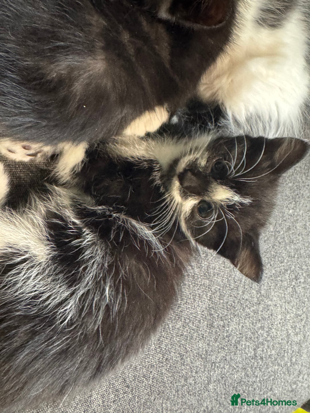 Mixed Breed cats for sale: Long haired girl fluffy Kittens  - Image 12