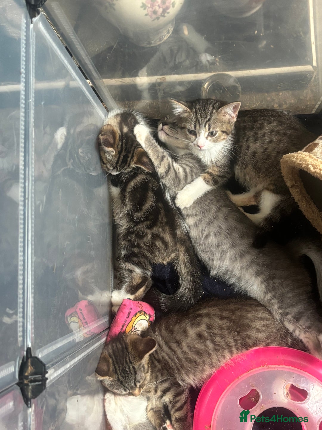 Mixed Breed cats for sale: Maincoon x Scottish fold  - Image 30