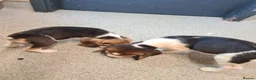 Beagle dogs for sale: 4 beagle puppies - Advert 9